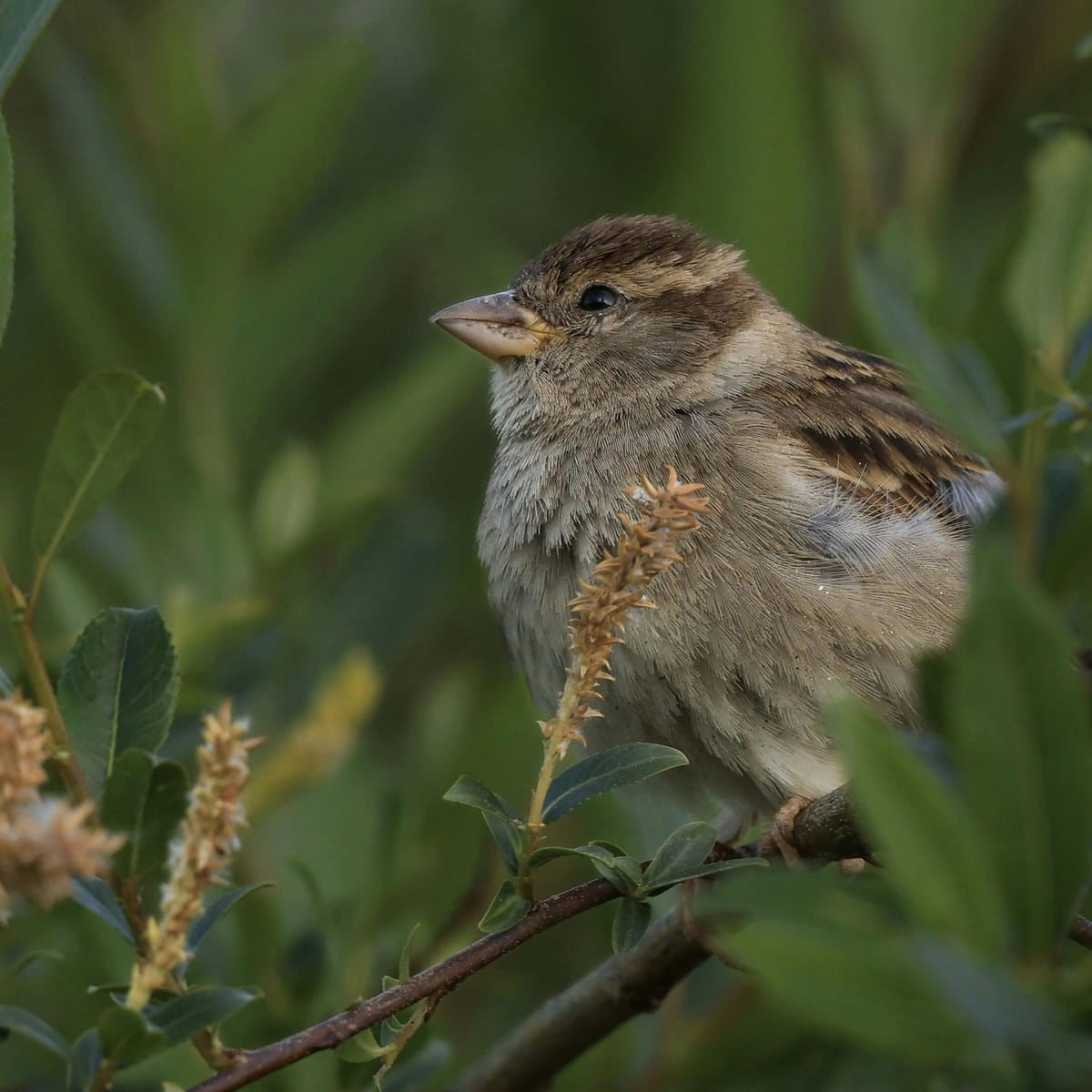 Daniel Padilla avatar